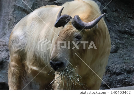 Golden Takin 140403462