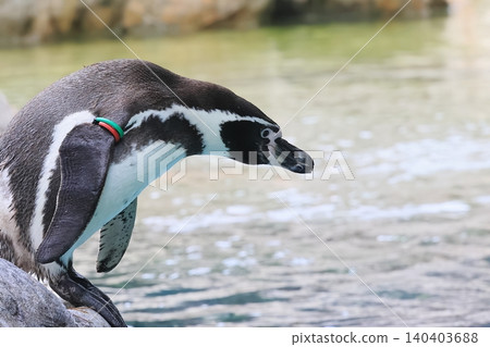 Humboldt Penguin Humboldt Penguin 140403688