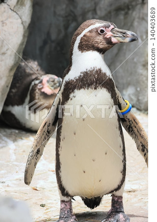 Humboldt Penguin Humboldt Penguin 140403689