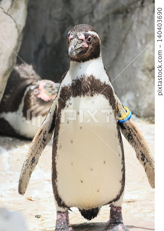 Humboldt Penguin Humboldt Penguin 140403690