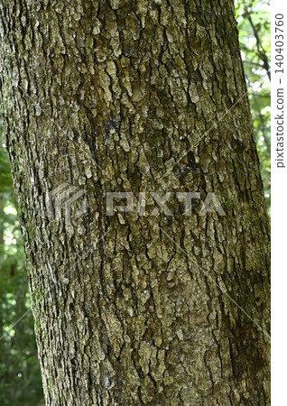 fir tree bark fir tree bark 140403760