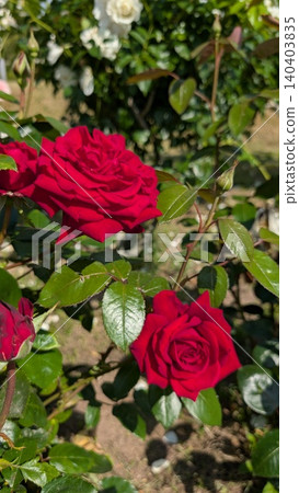 Elegant deep red rose close-up Elegant deep red rose close-up 140403835