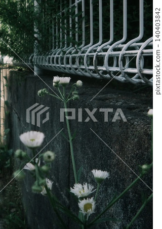 Delicate fleabane growing wild in the alley along the fence. Delicate fleabane growing wild in the alley along the fence. 140403842