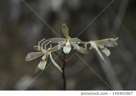 在常綠闊葉林的林地上盛開的歐洲山龍眼(Epipogium aquilinum) 在常綠闊葉林的林地上盛開的歐洲山龍眼(Epipogium aquilinum) 140403967