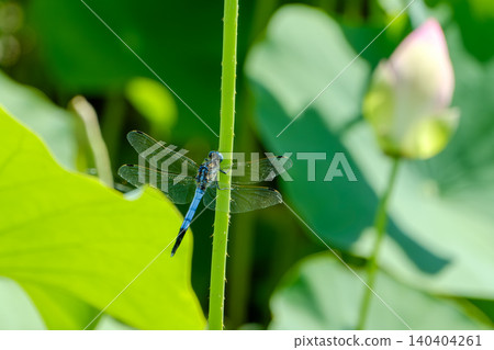 一隻蜻蜓停在蓮莖上,背景是蓮花花蕾。 一隻蜻蜓停在蓮莖上,背景是蓮花花蕾。 140404261