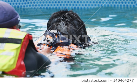 Newfoundland dog in orange life jacket training for water rescue and lifesaving Newfoundland dog in orange life jacket training for water rescue and lifesaving 140404277