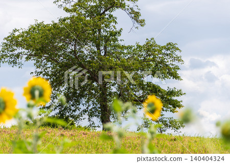 A large tree standing on a summer hill with sunflowers in the foreground. A large tree standing on a summer hill with sunflowers in the foreground. 140404324