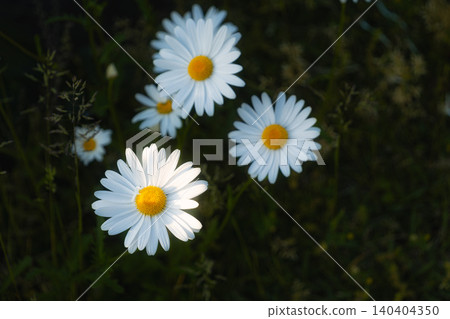 White flowers at dusk, standing out like spotlights against a dark green background. White flowers at dusk, standing out like spotlights against a dark green background. 140404350