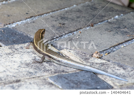 An adult Japanese lizard standing on a cobblestone street. An adult Japanese lizard standing on a cobblestone street. 140404641