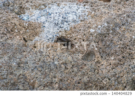 A small crab hiding on the rocky shore. 140404829