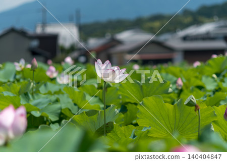 Beautiful pink lotus flowers blooming in the summer sun. Beautiful pink lotus flowers blooming in the summer sun. 140404847