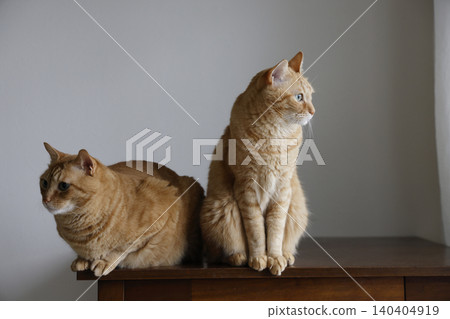 Daily scenery of cat parent and child Daily scenery of cat parent and child 140404919