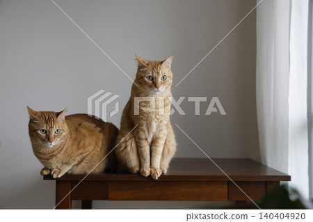 Daily scenery of cat parent and child Daily scenery of cat parent and child 140404920