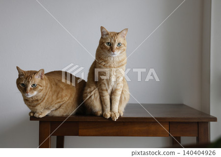 Daily scenery of cat parent and child Daily scenery of cat parent and child 140404926
