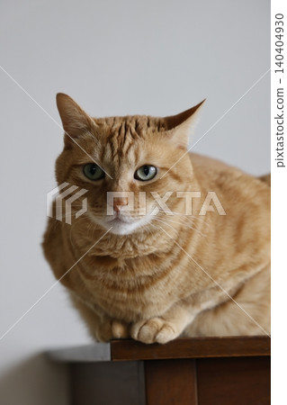 Daily scenery of cat parent and child Daily scenery of cat parent and child 140404930