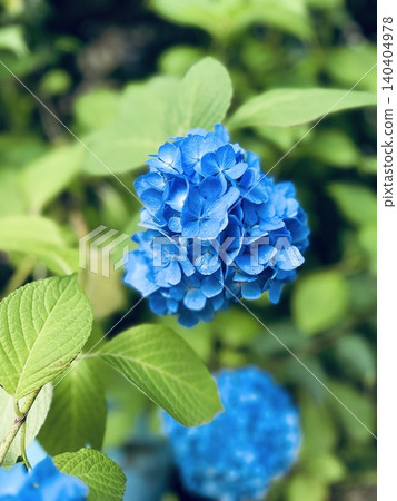 Vibrant blue hydrangeas against a bokeh background of fresh green leaves. Vibrant blue hydrangeas against a bokeh background of fresh green leaves. 140404978