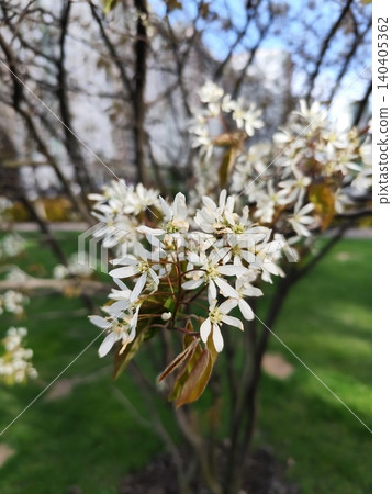White Serviceberry Flowers in Spring Bloom, Amelanchier Tree Branch with Delicate Petals Juneberry 140405362