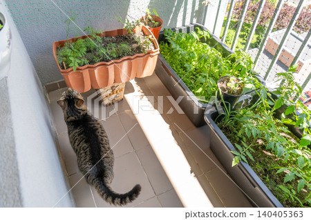 Tabbie Cat Looking at Green Balcony Garden in Pots with a View of Apartment Buildings Tomato Plants Growing 140405363