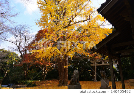 Autumn leaves at Wakahachiman Shrine Autumn leaves at Wakahachiman Shrine 140405492