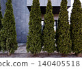 Beautiful young green thuja. 140405518