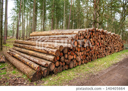 Pine tree log. Softwood lumber. Deforestation and logging. Stack of cut wood. Wood log, timber logging. Harvest of timber. Lumber industry business. Deforestation. Tree log in forest. Lumber yard Pine tree log. Softwood lumber. Deforestation and logging. Stack of cut wood. Wood log, timber logging. Harvest of timber. Lumber industry business. Deforestation. Tree log in forest. Lumber yard 140405664