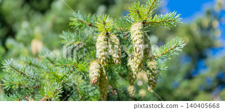 Needle of the coniferous tree. Pine pollen. Needle of Christmas tree nature. Christmas tree branch and cone. Xmas spruce. Green fir pine twig. Pine cone on branch with needle. Pine tree branch Needle of the coniferous tree. Pine pollen. Needle of Christmas tree nature. Christmas tree branch and cone. Xmas spruce. Green fir pine twig. Pine cone on branch with needle. Pine tree branch 140405668