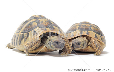 Testudo hermanni tortoise Testudo hermanni tortoise 140405739