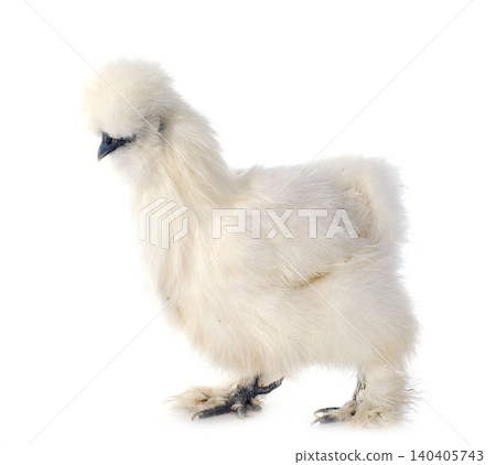 young silkie in studio young silkie in studio 140405743