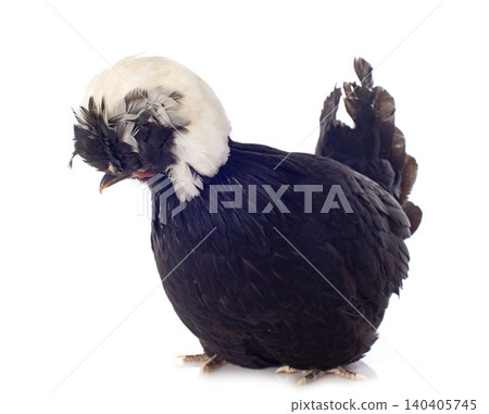 dutch bantam in studio 140405745