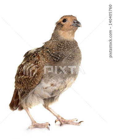 Grey partridge in studio 140405760
