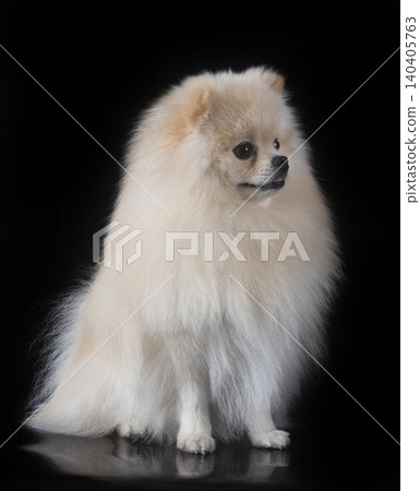 young pomeranian in studio young pomeranian in studio 140405763