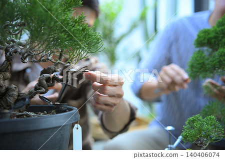 Closeup bonsai pruning with precision care and craftsmanship Closeup bonsai pruning with precision care and craftsmanship 140406074
