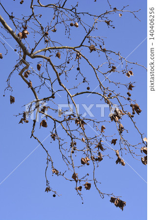 London plane London plane 140406256
