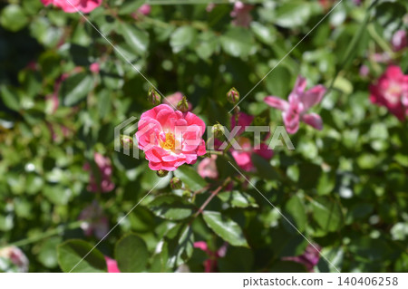 Groundcover pink rose Groundcover pink rose 140406258