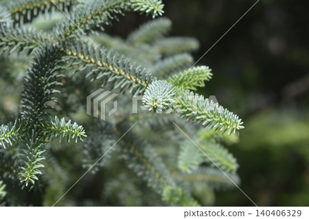 Spanish fir tree branches close up with silver green needles Spanish fir tree branches close up with silver green needles 140406329