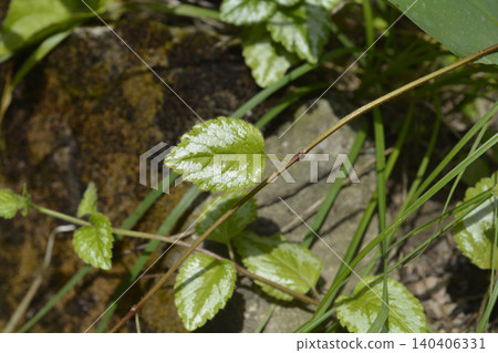 Variegated Yellow Archangel Leaf on Stem in Sunny Garden Variegated Yellow Archangel Leaf on Stem in Sunny Garden 140406331