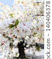 Cherry Blossoms	 140406378