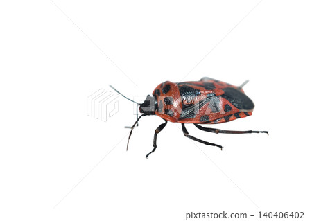 The cruciferous bug, also known as the painted bug. The cruciferous bug, also known as the painted bug. 140406402