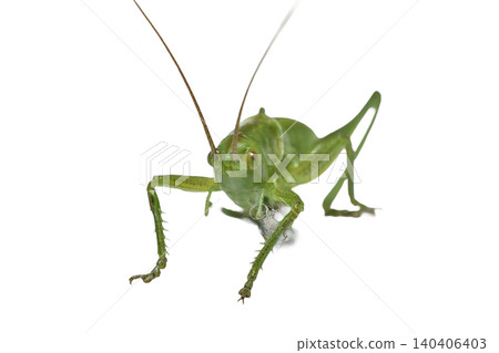 A green grasshopper with long antennae. A green grasshopper with long antennae. 140406403
