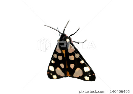 The rural moth is a moth of the Erebid family. The rural moth is a moth of the Erebid family. 140406405