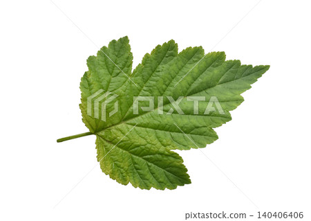 Green leaf from a currant bush. Green leaf from a currant bush. 140406406