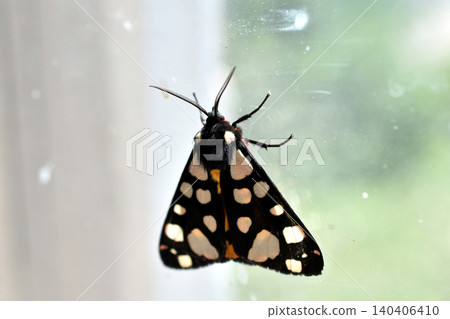 The rural moth is a moth of the Erebid family. 140406410