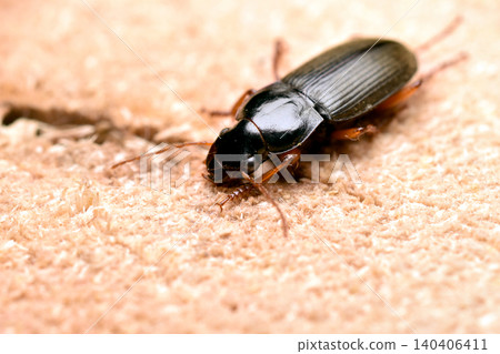 This beetle is a hairy ground beetle from the family of ground beetles. This beetle is a hairy ground beetle from the family of ground beetles. 140406411