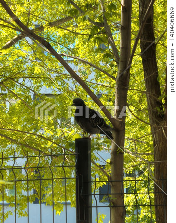 Urban pigeon perched on fence with lush green foliage and modern building background Urban pigeon perched on fence with lush green foliage and modern building background 140406669