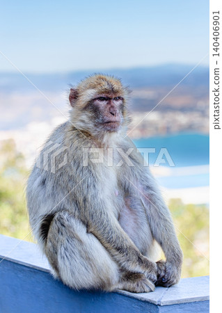 Barbary macaque (Macaca sylvanus), also known as the tailless macaque. Barbary macaque (Macaca sylvanus), also known as the tailless macaque. 140406901