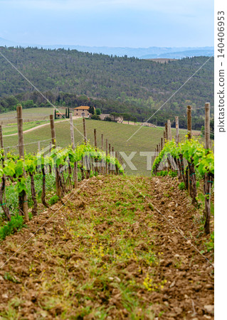 Rolling vineyard landscape under cloudy sky in the countryside Rolling vineyard landscape under cloudy sky in the countryside 140406953