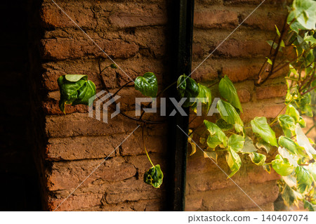 Green Ivy Vine Climbing Rustic Brick Wall, Natural Plant Growth on Weathered Masonry Green Ivy Vine Climbing Rustic Brick Wall, Natural Plant Growth on Weathered Masonry 140407074