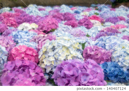 Kaisei Town Hydrangea Festival - Hydrangea Pond 140407124