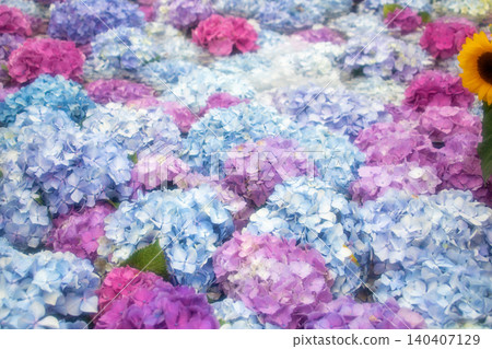 Kaisei Town Hydrangea Festival - Hydrangea Pond 140407129