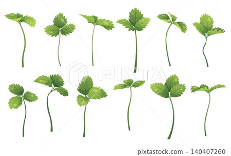 Set of Green Strawberry Leaves and Branches on White Background. Flat Vector Illustration of Isolated Plant Elements. Perfect for Design, Decoration, Textile, Wallpaper or Scrapbooking. Set of Green Strawberry Leaves and Branches on White Background. Flat Vector Illustration of Isolated Plant Elements. Perfect for Design, Decoration, Textile, Wallpaper or Scrapbooking. 140407260